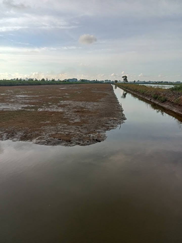 Đất nền vuông xã Khánh Hòa, huyện U Minh, Cà Mau 22.000m² - Giá chỉ 2.53 tỷ!