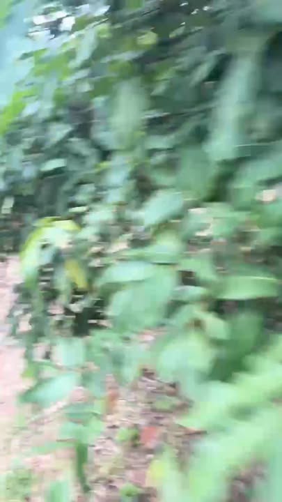 Đất thổ cư 1000m² tại Đôn Sơn, Bắc Ninh - Giá chỉ từ 300 triệu