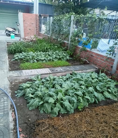 Đất thổ cư 137m² tại đường số 15E Tân Hưng, Bà Rịa - Giá chỉ 1.6 tỷ!