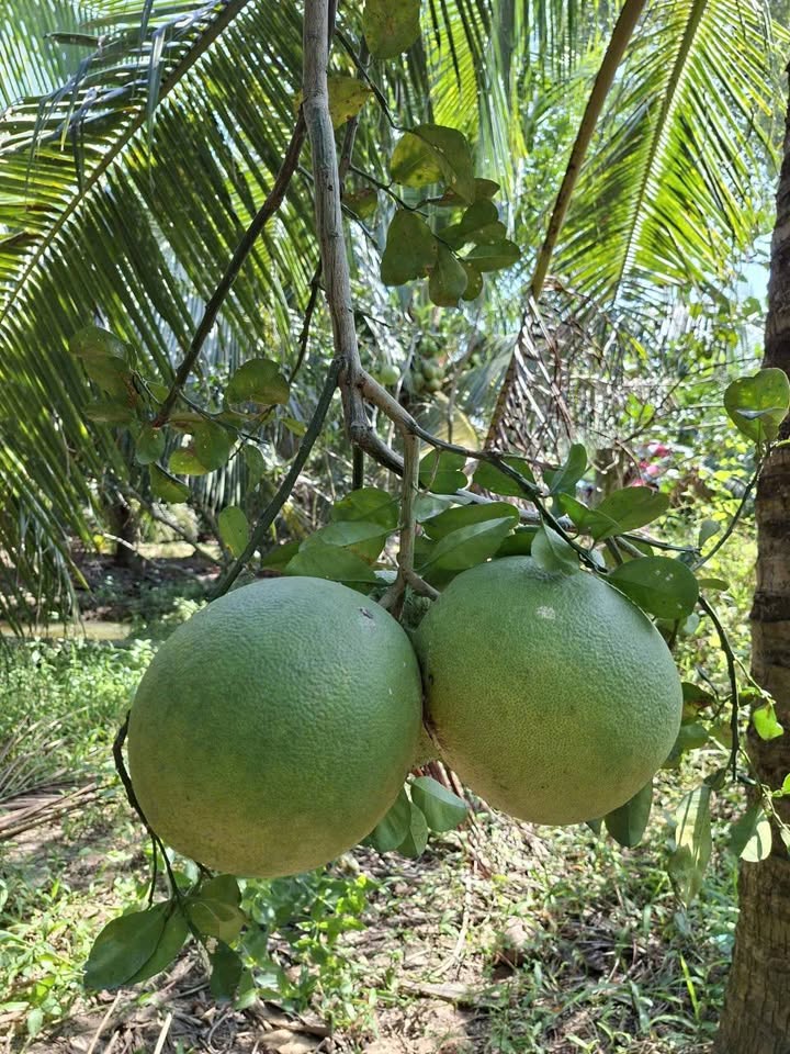 Đất vườn 10000m² tại Bình Đại, Bến Tre - Giá chỉ 800 triệu, thích hợp nghỉ dưỡng!