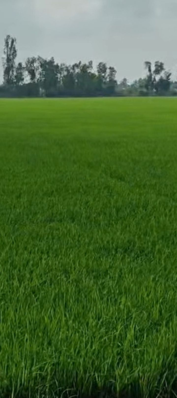 Đất nông nghiệp 18.000m² tại Kiên Lương, giá 4 tỷ - Cơ hội đầu tư tuyệt vời!