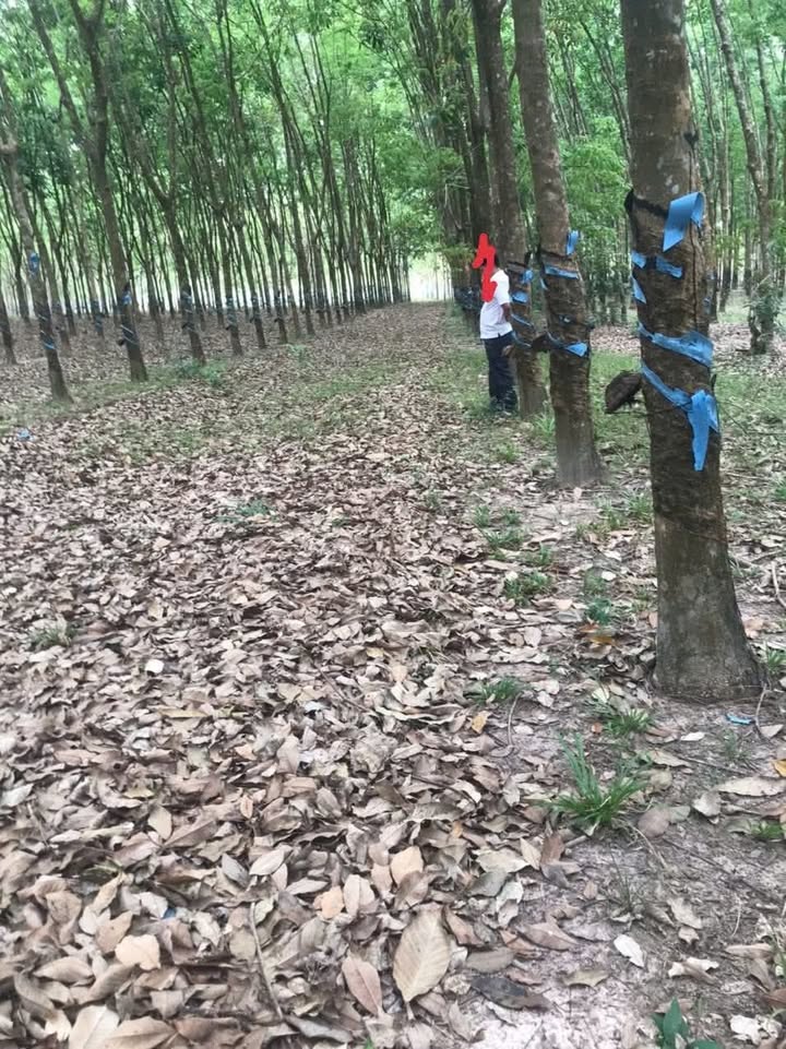 Đất nền 2ha tại Thị trấn Lạc Tánh - Giá chỉ 1.6 tỷ - Đường riêng xe ô tô!