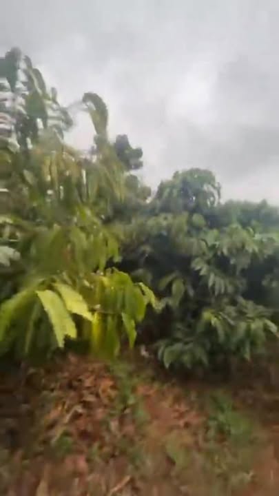 Đất nền xã Tân Thanh 20.000m² giá 1.2 tỷ - Đầu tư sinh lời tiềm năng!