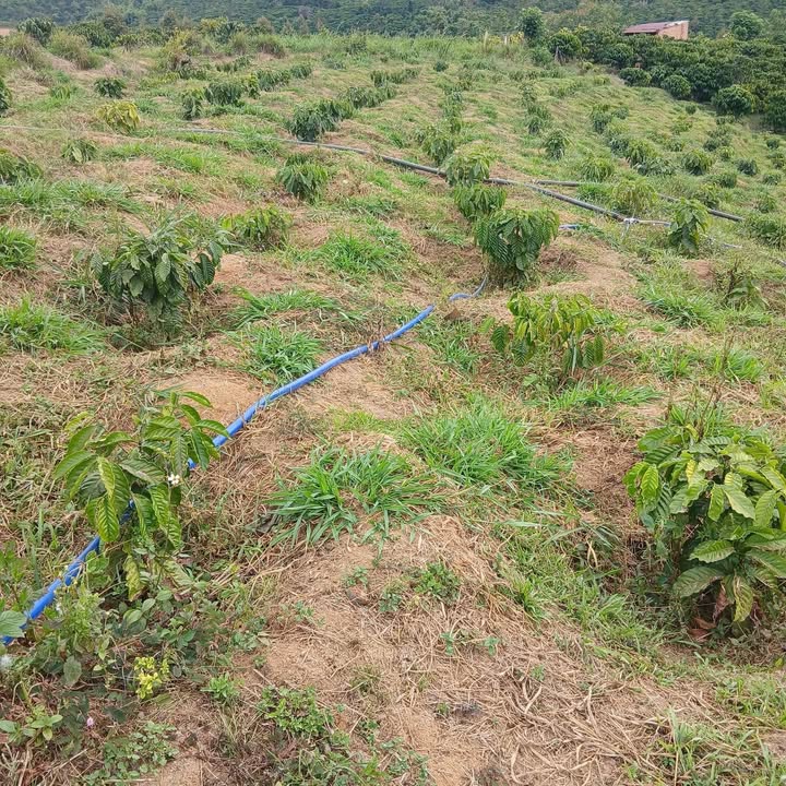 Đất nông nghiệp 3000m² tại Đinh Trang Hòa, Di Linh chỉ 900 triệu - Cơ hội đầu tư hấp dẫn!