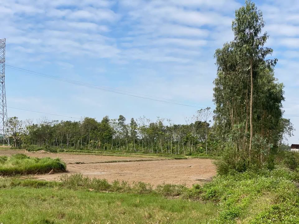 Trang trại 8000m² tại Đông Quang - Giá chỉ 2 tỷ, giao thông thuận lợi!