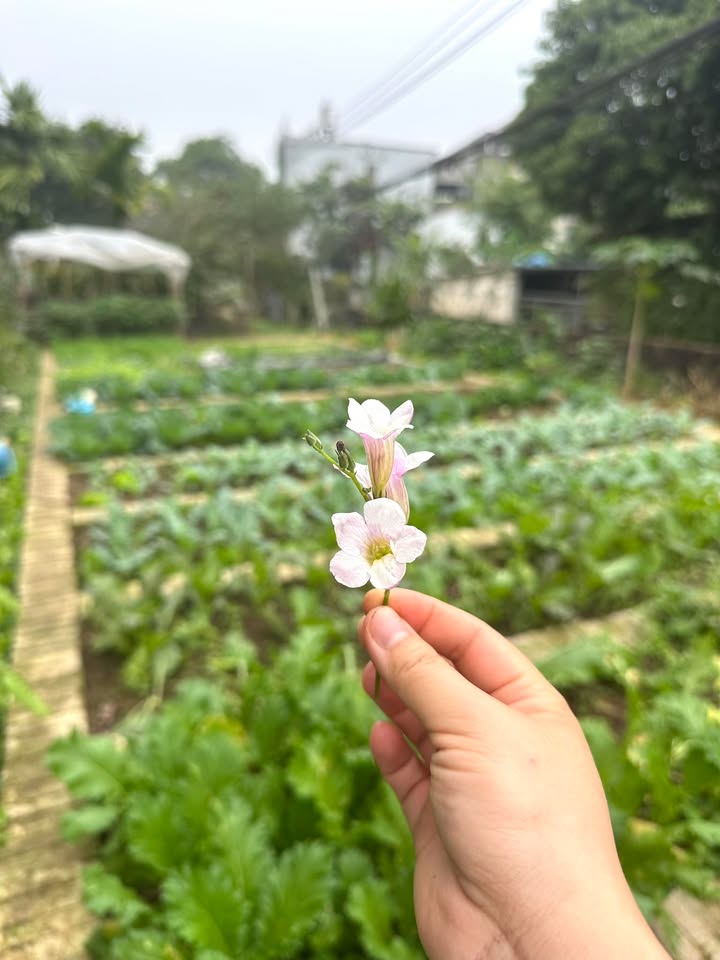 Đất nền Yên Bái 281.5m² giá 5xx tỷ - Đầu tư sinh lời ngay!