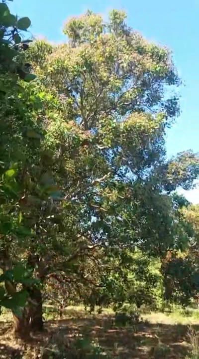 Farm cho thuê tại xã Ia Pnôn, huyện Đức Cơ, 30000m² - Giá 60 triệu/năm, thương lượng nhẹ!