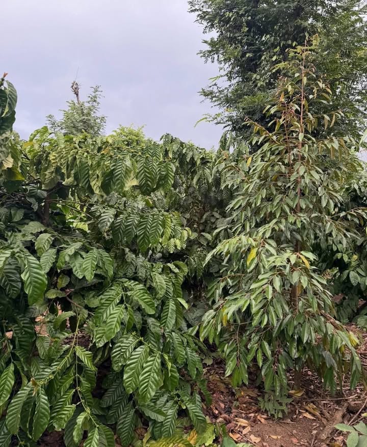 Lô rẫy 8400m² tại Khu dân cư Phường 7, Tuy Hoà - Giá chỉ 3,78 tỷ