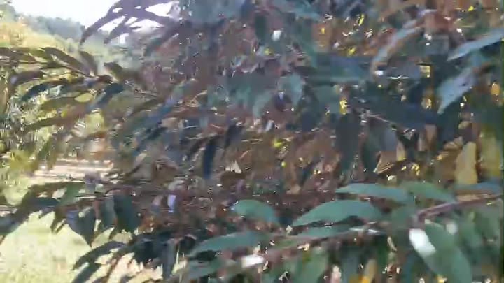 Farm 2,8ha tại Ngọc Hồi, Kon Tum giá 3,5 tỷ - Đầu tư sinh lời bền vững!