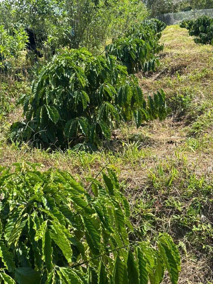 Rẫy Farm thôn 4 Hòa Thành 6500m² giá 1.2 tỷ - Chính chủ bán gấp!