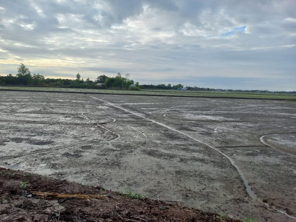 Đất nông nghiệp 36.000m² tại xã Tân Thạnh, Đồng Tháp - Đầu tư sinh lời tuyệt vời!