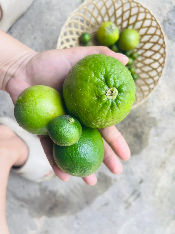 Đất nền 600m² tại Ấp Trường, Xã Hảo Đước chỉ 190 triệu - Cơ hội đầu tư tuyệt vời!