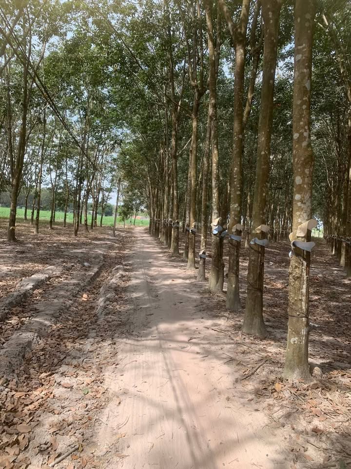 Đất nền Tân Phong, Tân Biên 22.000m² giá 28.5 tỷ - Đầu tư sinh lời tuyệt vời!