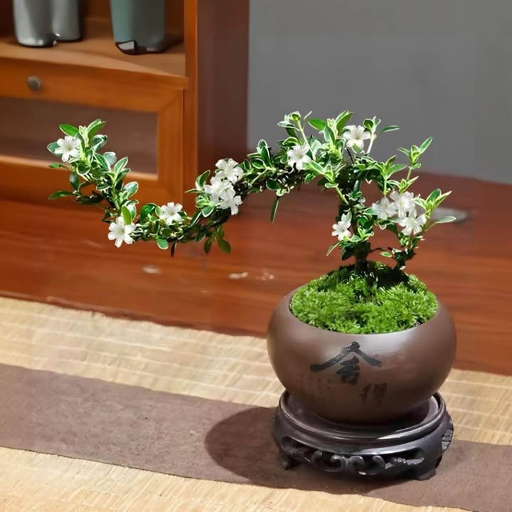 Đất nền trung tâm Yên Bái 65m² giá 500 triệu - Cơ hội đầu tư tuyệt vời!