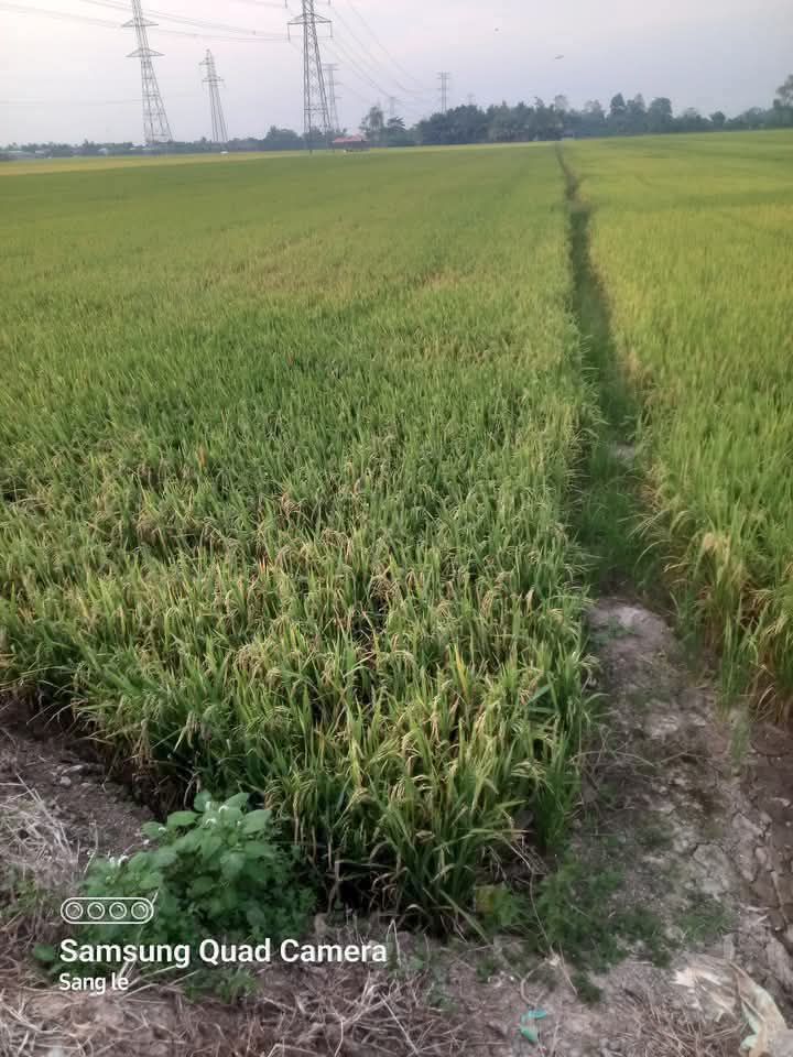 Farm 80,000m² tại ấp Thạnh Lợi 2, Cần Thơ giá 20.8 tỷ - Đất trồng lúa thuận lợi!