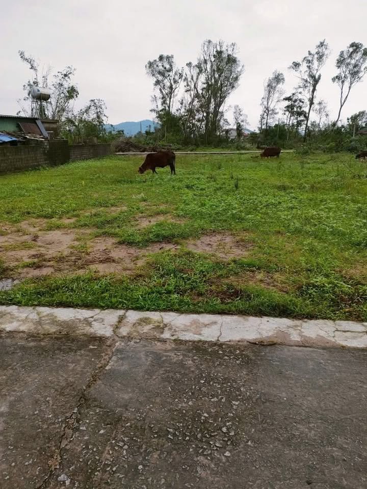 Đất thổ cư Hồng Thịnh, Xuân Giang 134m² giá chỉ từ 900 triệu - Cơ hội đầu tư lý tưởng!