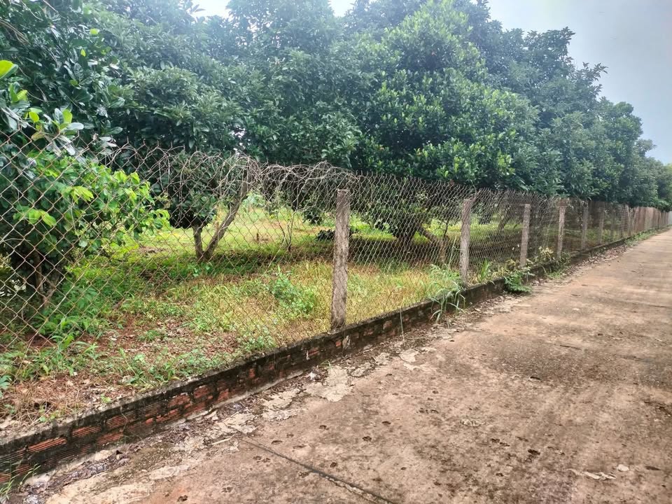 Đất thổ cư 330m² tại Ngãi Giao, Châu Đức - Giá chỉ 1.6 tỷ!