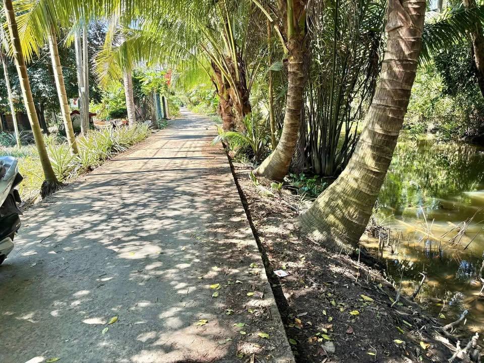 Bán 26 Công Farm tại Tắc Cậu, Rạch Giá - Mặt tiền rộng 20m, thu hoạch ngay!