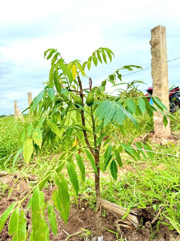 Đất nền 1200m² Km7 Bình An, Hàm Chính - Giá cực hấp dẫn, sổ hồng riêng!