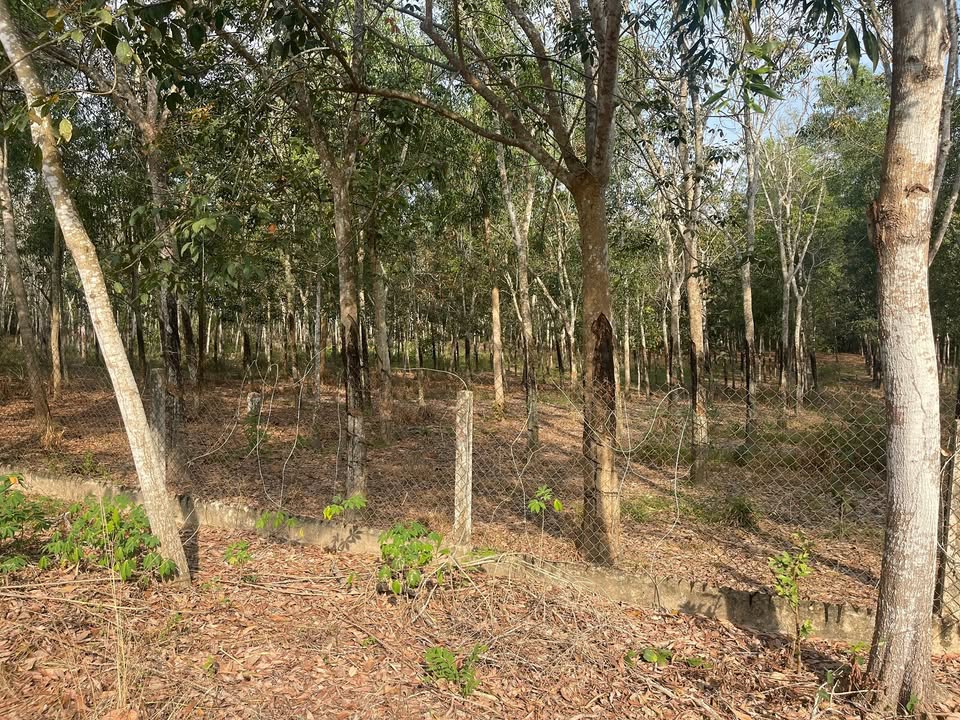 Đất nền 4800m² tại DH 716, Dầu Tiếng - Bán gấp chỉ 5 tỷ!