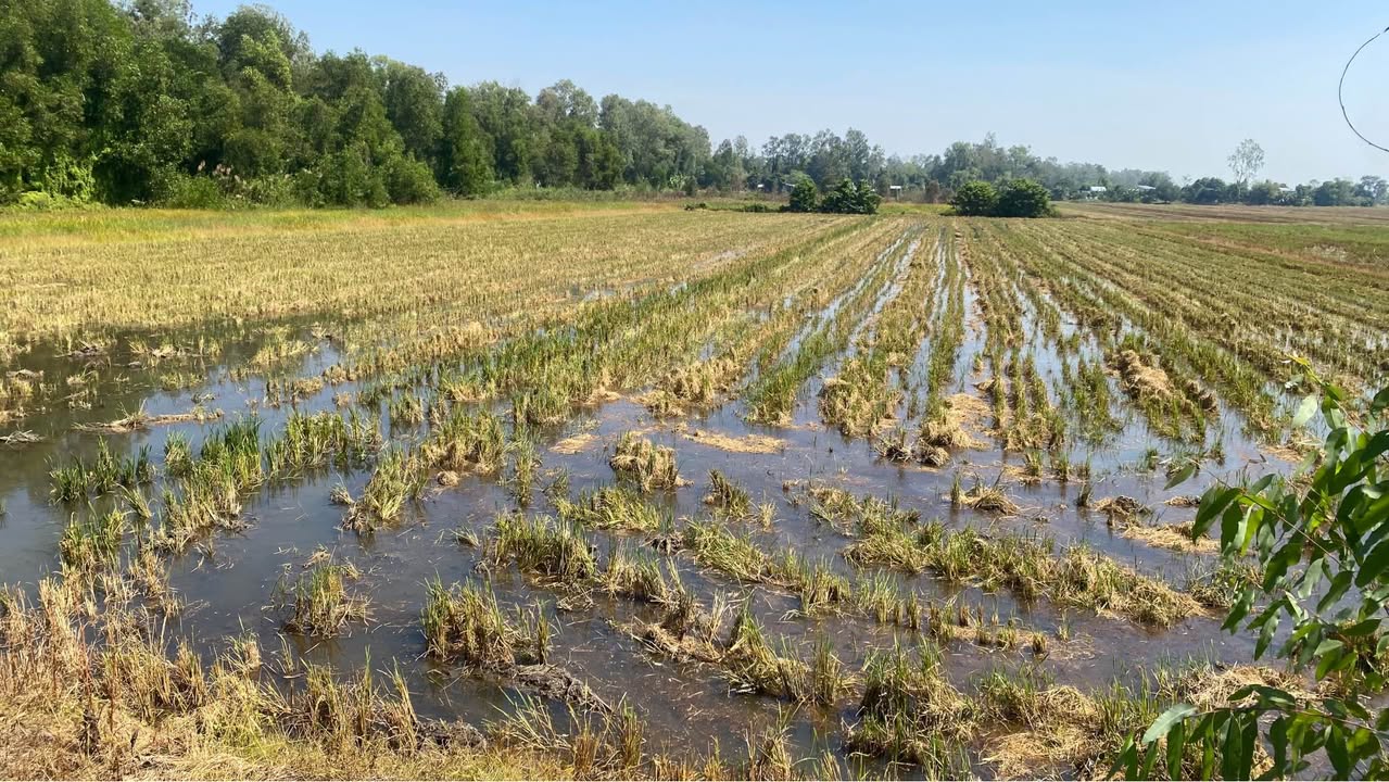 Đất nền 50,000m² tại xã Gáo Giồng, huyện Cao Lãnh - Cơ hội đầu tư tuyệt vời!