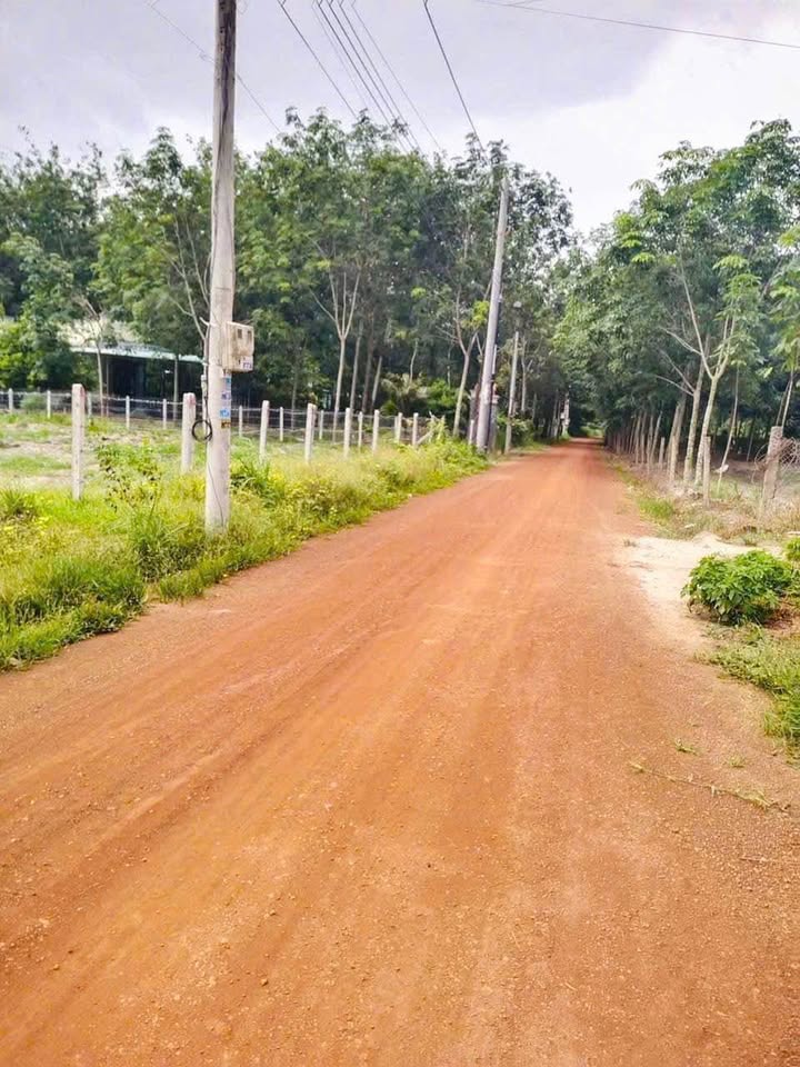 Đất nền Minh Hoà, Dầu Tiếng 3700m² giá chỉ 299 triệu/sổ - Cơ hội đầu tư tuyệt vời!