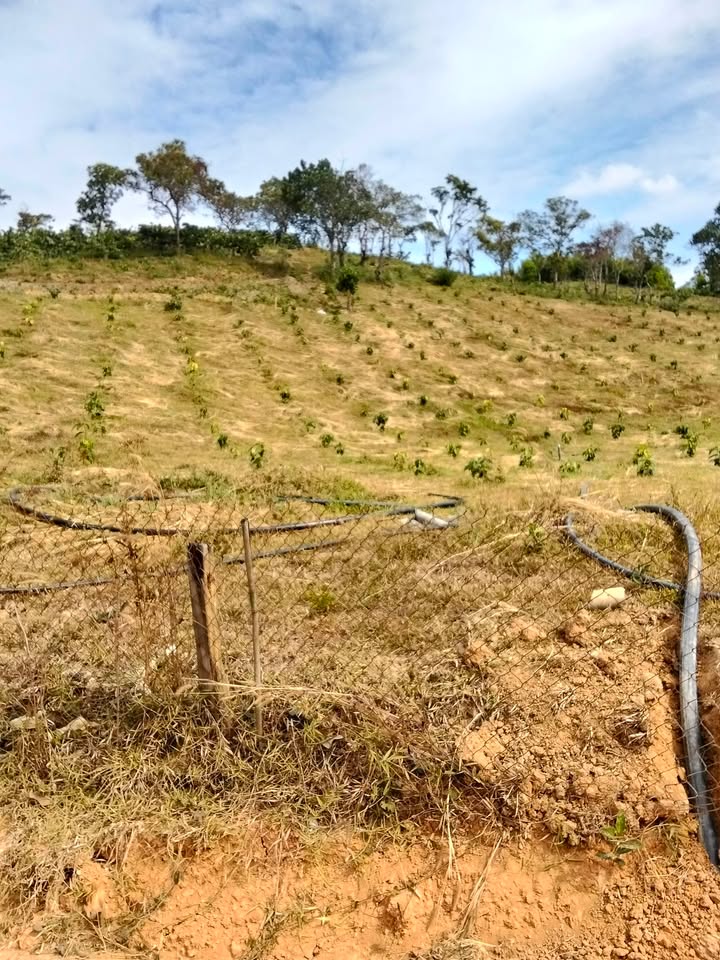 Đất nền 5.200m² tại Đắk Ha, Đăk Glong - Giá chỉ 1.22 tỷ, sổ đỏ chính chủ!