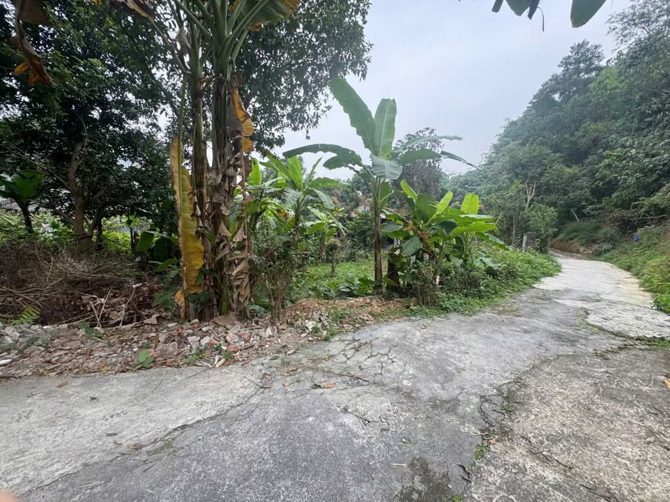 Đất nền tổ 8, phường Tân Thịnh 274m² chỉ 300 triệu - Cơ hội đầu tư không thể bỏ lỡ!