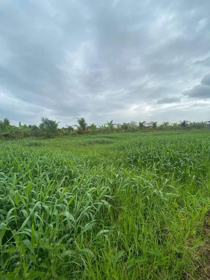 Đất nền 1000m² An Bình Tây, Ba Tri giá chỉ 480 triệu - Tiềm năng phát triển cao!