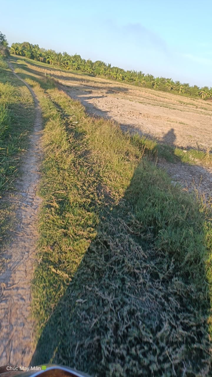 Đất nông nghiệp Bảo Thạnh, Ba Tri, Bến Tre 4.5 công - Cơ hội đầu tư tuyệt vời chỉ 195 triệu/công!