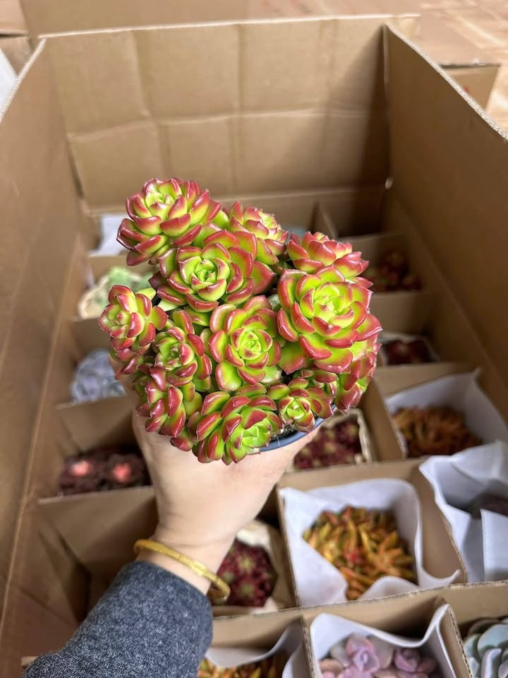 Đất nền Trung Sơn, Sầm Sơn 92m² giá 1 tỷ - Đường thông ô tô, gần biển!