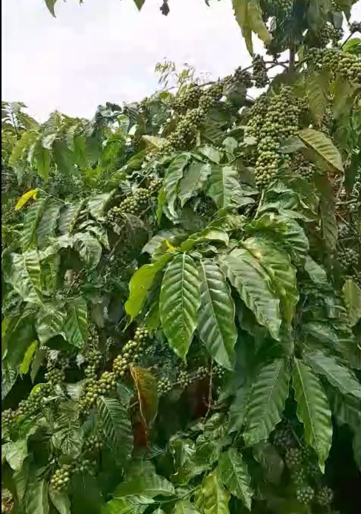 Đất vườn cây ăn trái tại Hà Long 2, Đak Đoa 4925m² giá 2.x tỷ - Đầu tư sinh lời ổn định!