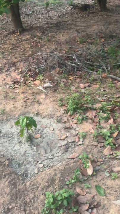 Lô đất 2.5ha tại xã Ea Lê, Đắk Lắk giá 430 triệu - Đầu tư sinh lời lý tưởng!