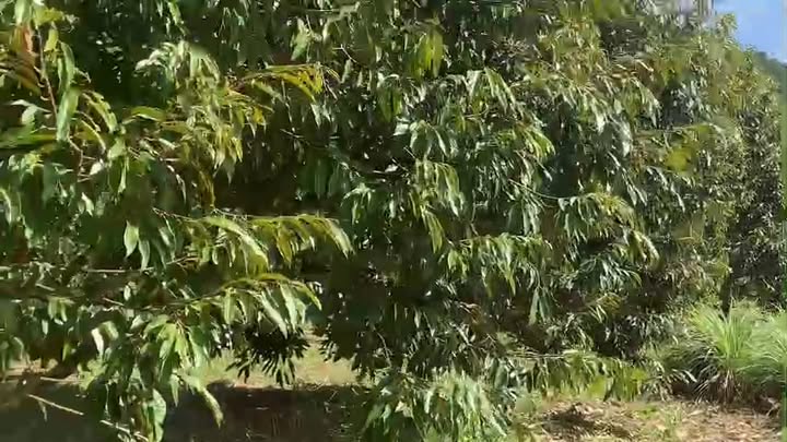 Farm 2,8 ha sầu riêng tại thị trấn Ngọc Hồi, Kon Tum giá 3,5 tỷ - Đầu tư sinh lời ngay!