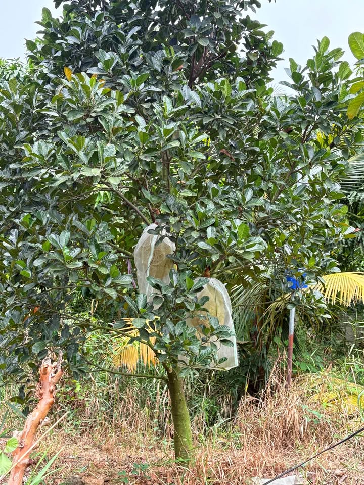 Farm 10 công mít Thái tại Phú Điền, Đồng Tháp giá 80 triệu/năm - Cơ hội đầu tư sinh lời!