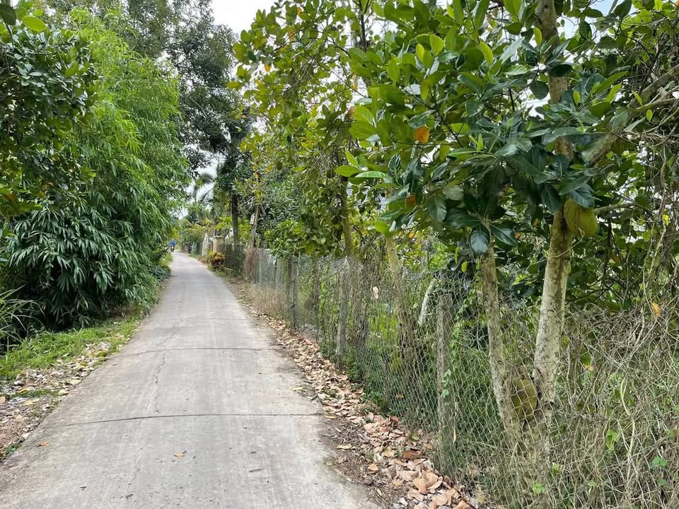 Đất mặt tiền Đường Đan, Bình Thành, Lấp Vò, 9165m² - Giá chỉ 4 tỷ thương lượng!