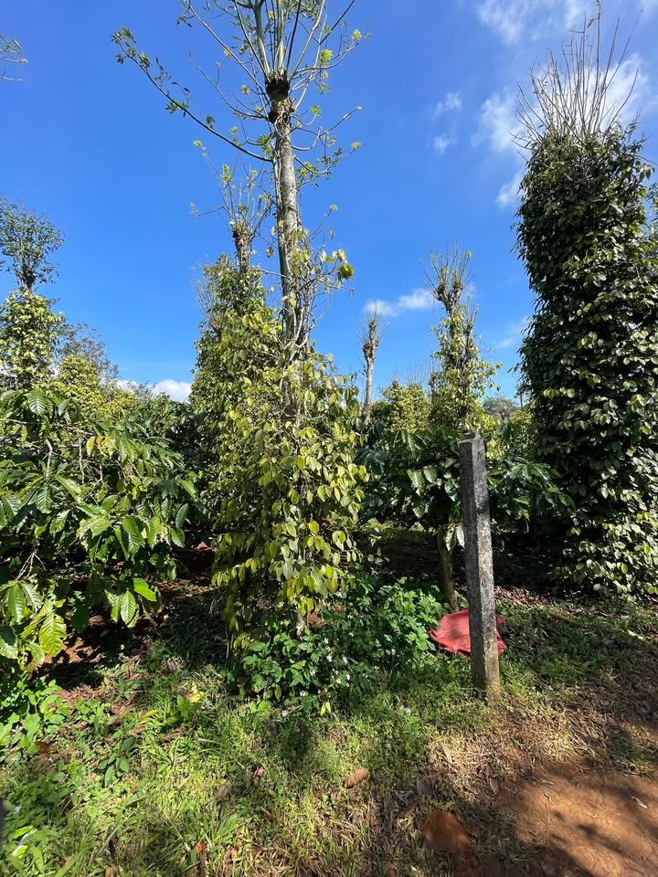 Farm 4.000m² tại Xã Cư Bao, Buôn Hồ - Giá chỉ 1.64 tỷ, Đầu tư sinh lời!