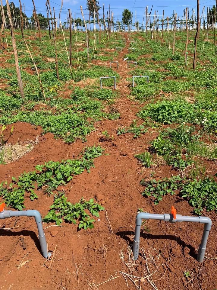 Đất Farm 600m² tại phường Bình Tân, Buôn Hồ - Giá 2.8 tỷ, pháp lý rõ ràng!