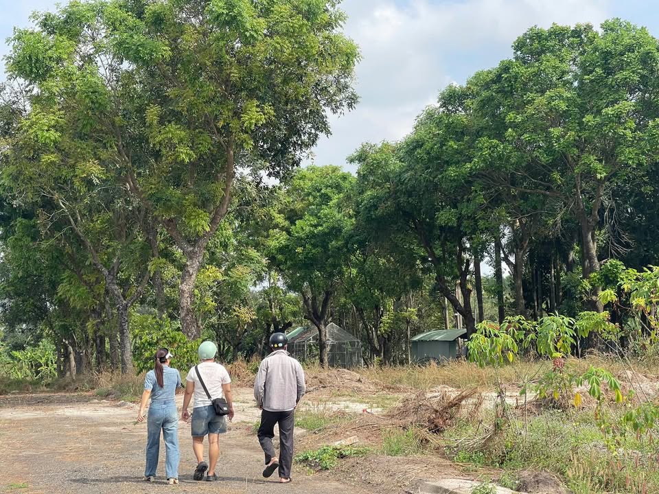 Đất nền Phường Mỹ Xuân, TP. Phú Mỹ 560m² giá thỏa thuận - Sổ hồng riêng, tiện lợi cho xây dựng nhà vườn!