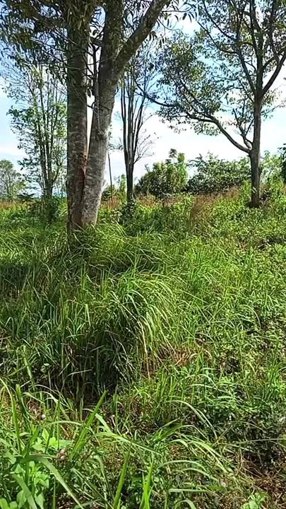 Đất nền Lô 4,3 sào Thị trấn Ea Kar giá chỉ 1,1 tỷ - Đầu tư sinh lời cao!