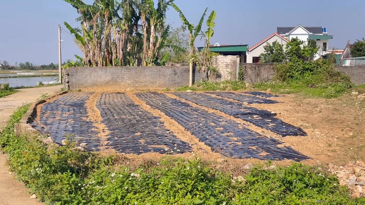 Đất nền Diễn Hoàng Nghệ An 260m² - Giá đầu tư hấp dẫn!