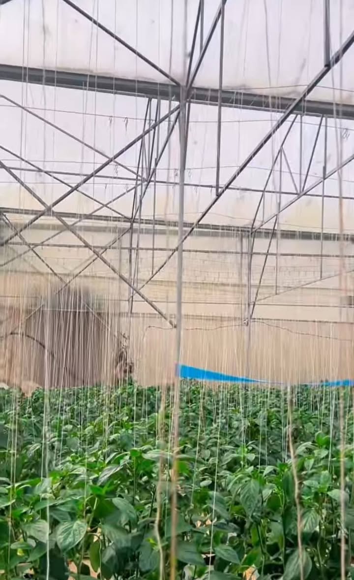 Lô đất Bồng Lai, 1000m² giá 1.75 tỷ - Cơ hội đầu tư sinh lời!