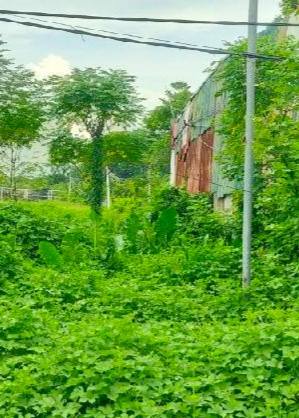 Bán đất thổ cư Đàm Quang Trung, Quận Long Biên, 67m² giá 10.8 tỷ - Đầu tư sinh lời ngay!