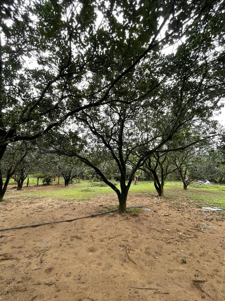 Đất Farm Dương Hòa, Hương Thủy 1500m² - View sông Tả Trạch tuyệt đẹp!