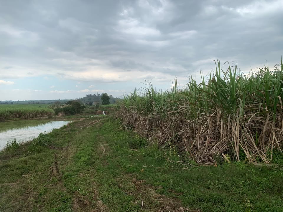 Đất nền 1,8ha tại Thị trấn Hai Riêng - Giá chỉ 1.x tỷ, cơ hội đầu tư hấp dẫn!