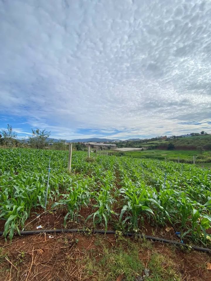 Đất nông nghiệp 1000m² Bồng Lai - Hiệp Thạnh, Đức Trọng giá 1.68 tỷ - Cơ hội đầu tư hấp dẫn!