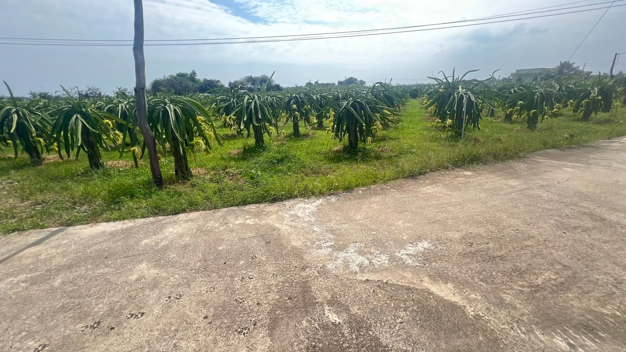 Đất nền Xuân Điền, Hàm Hiệp 1800m² giá 882 triệu - Đầu tư sinh lời ngay!