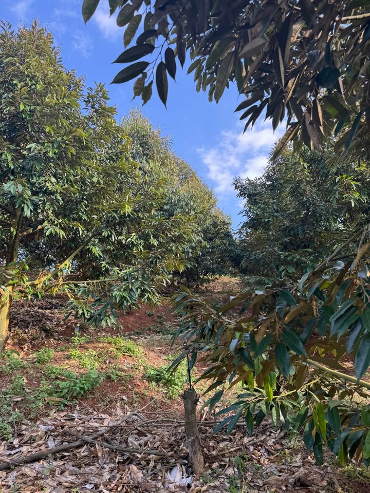 Đất nông nghiệp 4 sào sầu riêng tại Krông Pắc, Đắk Lắk giá 2.5 tỷ - Chuyên đầu tư sinh lời!