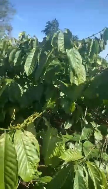 Đất nông nghiệp 1.3ha tại xã Ea Ral, huyện Ea H'leo, giá thỏa thuận - Đầu tư sinh lời ngay!