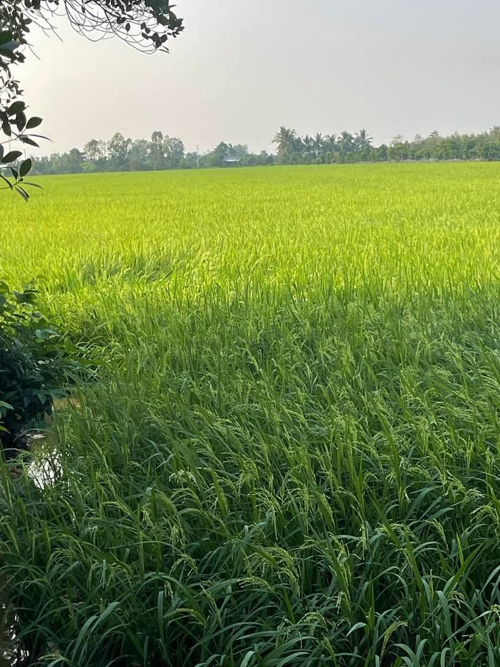 Cho thuê đất nông nghiệp 40 công tại Mỹ Trung - Giá chỉ 5.5 tỷ/năm!